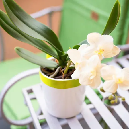 Piccola Orchidea * 무쏘