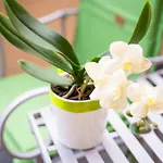Piccola Orchidea Semesterbostad *