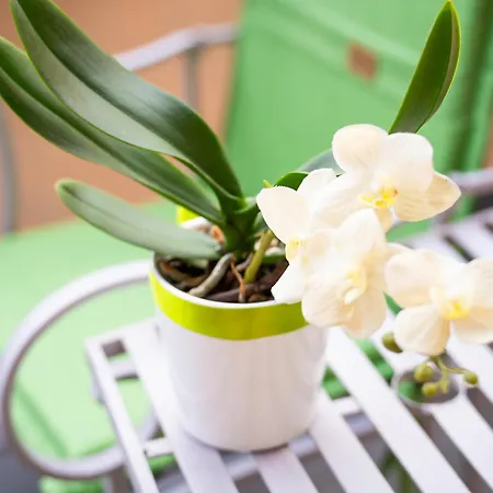 Piccola Orchidea Holiday home *